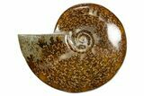 Polished Ammonite (Cleoniceras) Fossil - Madagascar #339214-1
